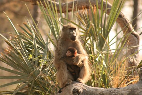 baboon mother baby