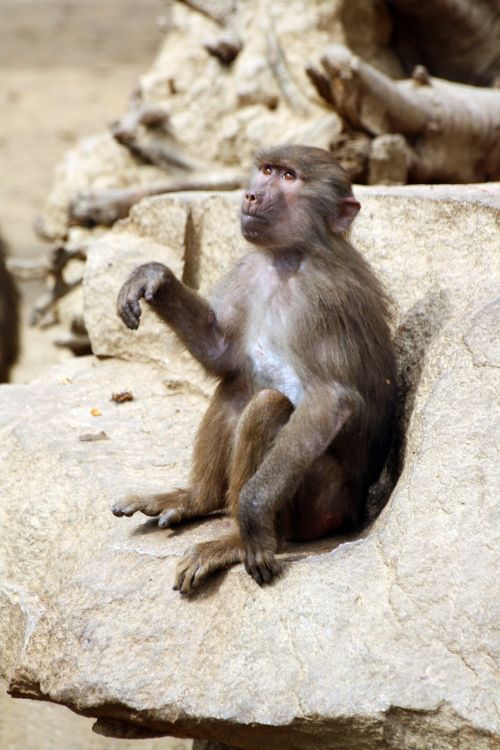baboon monkey baboon mono