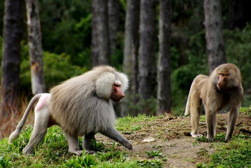 baboons wildlife africa