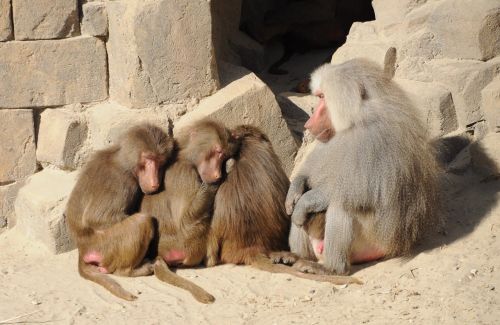 baboons group zoo