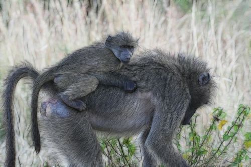 baboons baby baboon africa