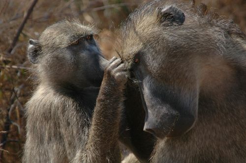 baboons wildlife africa