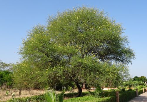 babul tree acacia nilotica