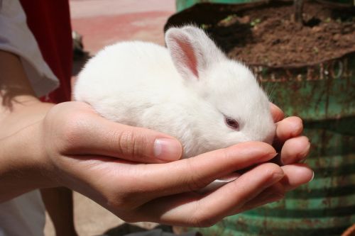 baby rabbit white
