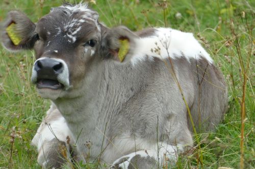baby cow cute