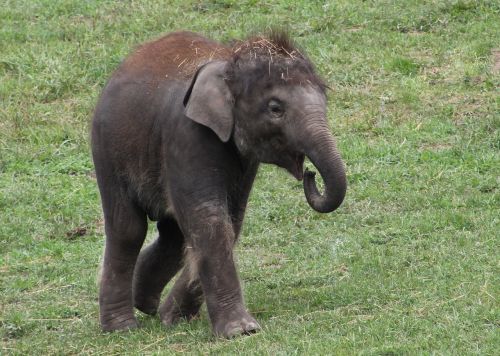 baby elephant zoo