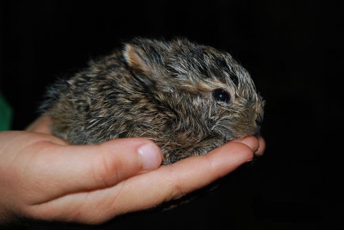 baby bunny cute