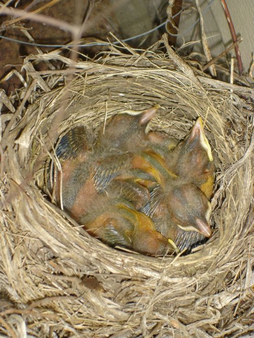 baby robins birds