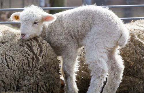 baby sheep farm