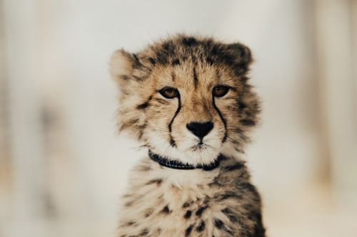 baby leopard cheetah