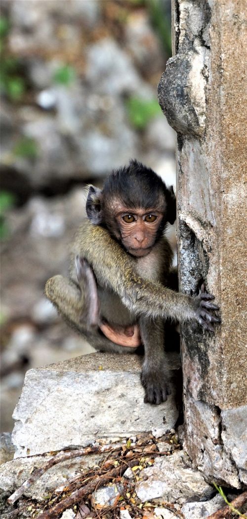baby monkey cute