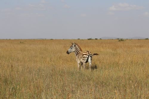 baby zebra kenya