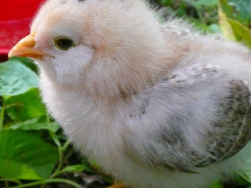 baby chicken poultry