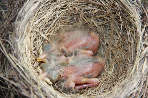 baby  robin  bird