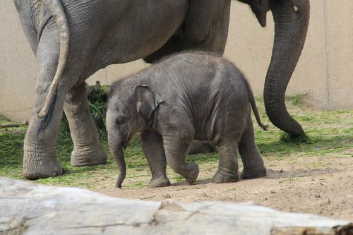 baby  elephant  zoo