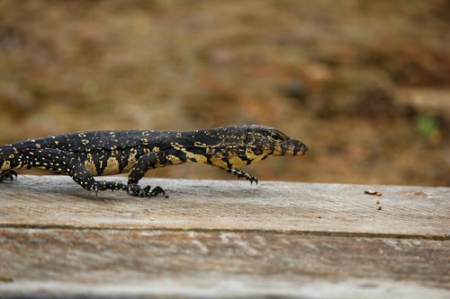 baby  lizard  water