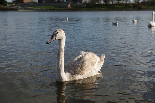 baby  swan  swans