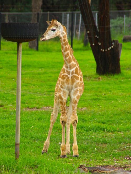 baby giraffe animal