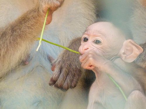 baby monkey love