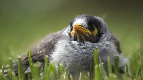 baby bird cute