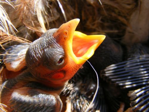 baby bird feathers