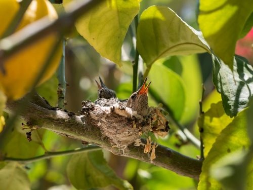 baby bird tree