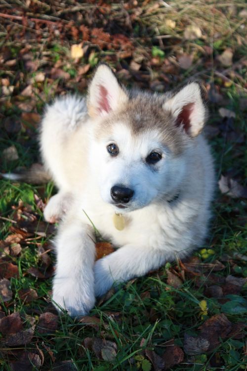 baby alaskan malamute sled dog dog