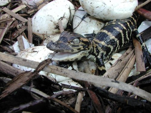 baby alligator hatched eggs