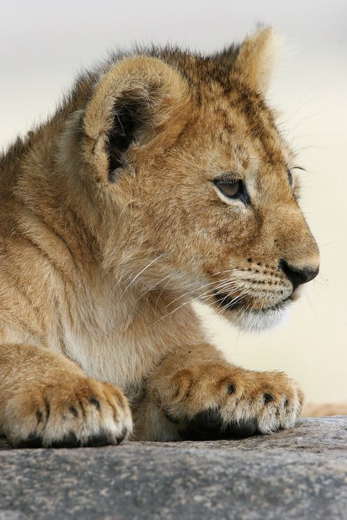 baby animal  lion  africa