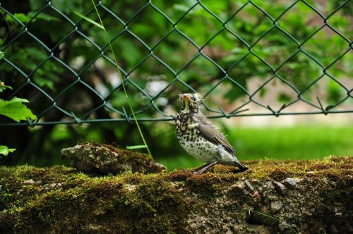 baby bird bird thrush young