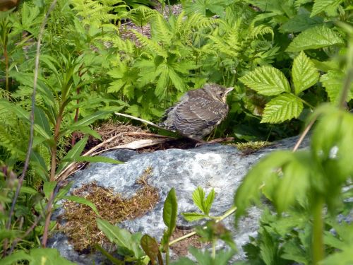 baby bird wildlife spring