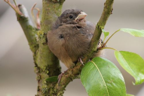 baby bird animal world nature