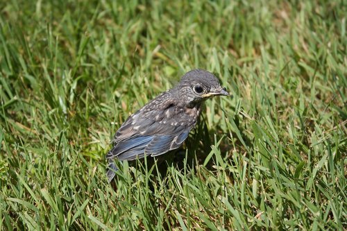 baby bird  mocking bird  blue jay