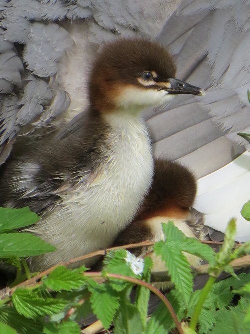 baby bird  plumage  animals