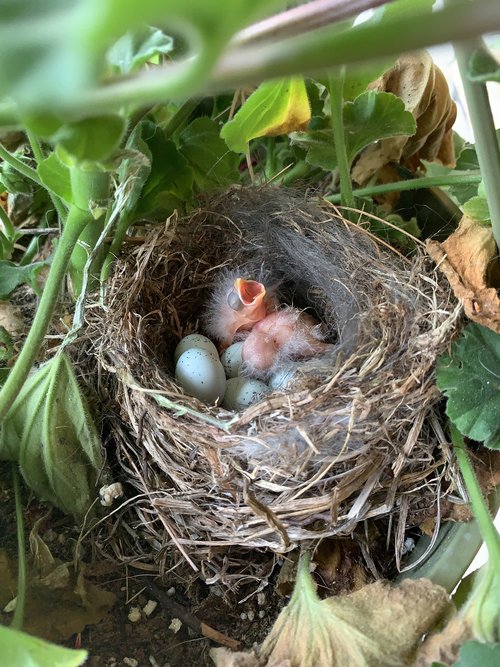 baby birds  hatched  chicks