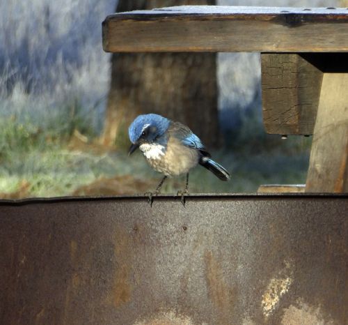 Baby Blue Jay