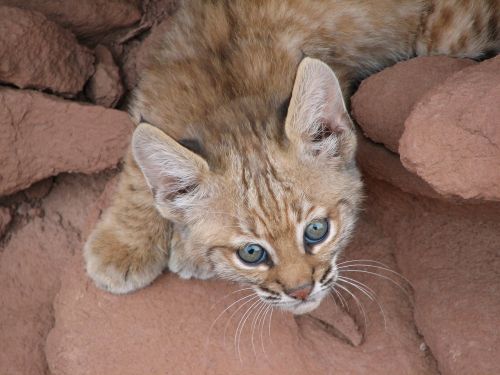 baby bobcat portrait lynx