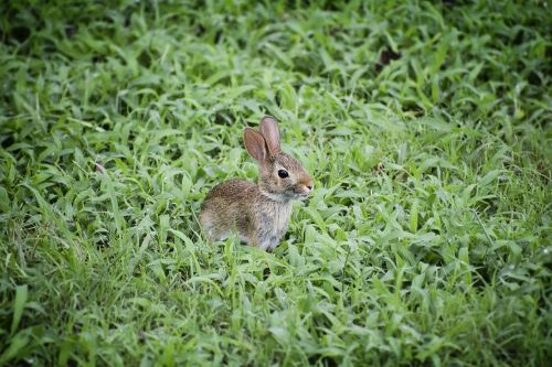 baby bunny baby rabbit bunny