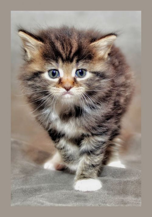 baby cat kitten grumpy cat