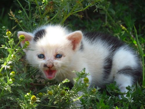 baby cat cat feline