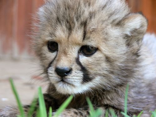 Baby Cheetah Face