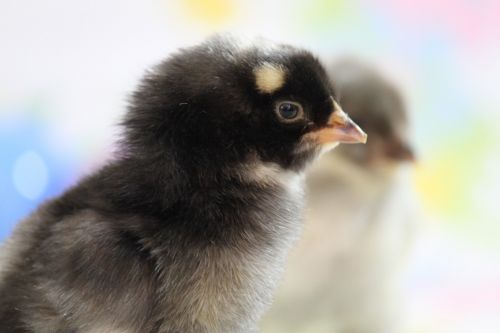 Baby Chick