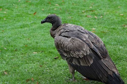 baby condor vulture condor