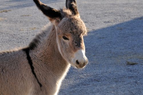 Baby Donkey