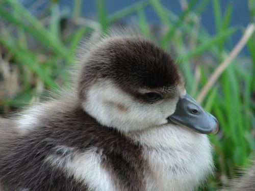 baby duck duckling close up