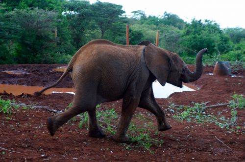 baby elephant wildlife nature