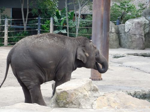 baby elephant baby playing elephant