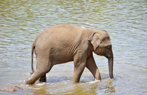 baby elephant elephants bath