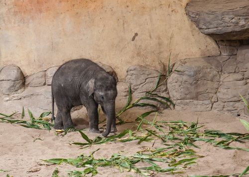 baby elephant animal pachyderm