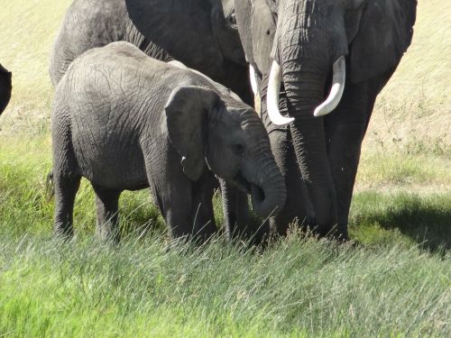 baby elephant mom grass